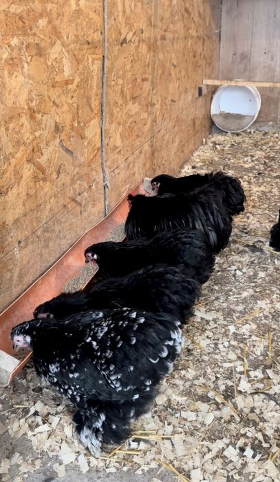 Familie Cochinchina Pitic negru/negru-bobat