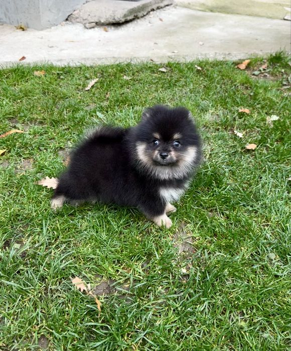 Померан мини момче. Померанче