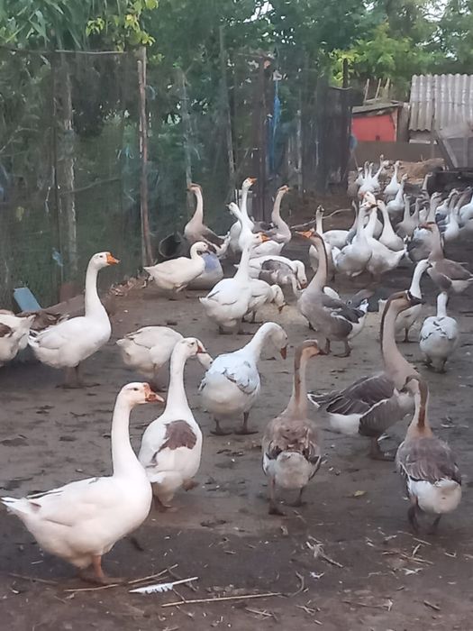 Gâște americane ouătoare