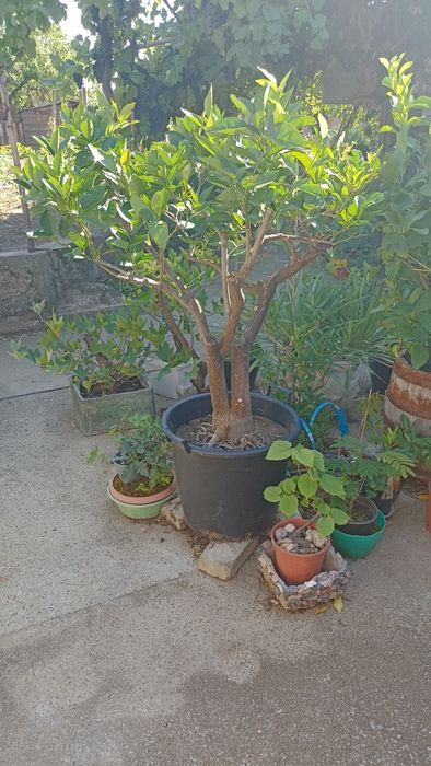 Портокал"Валенсия"