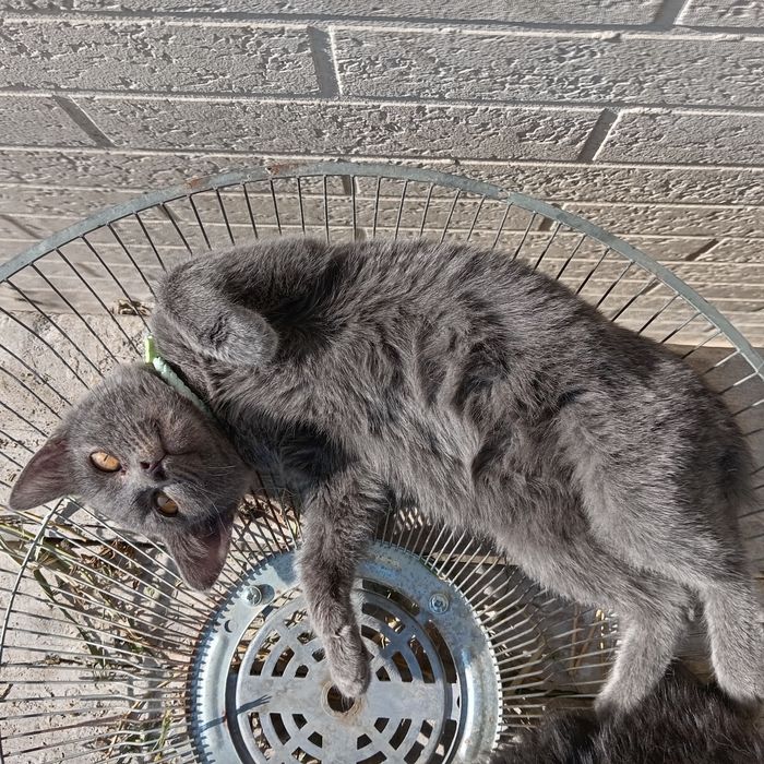 Киз, яхши колларга бераман