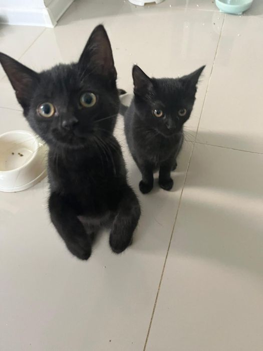 Donez două pisicuțe negre