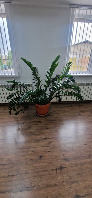 Продам денежное дерево или замиакулькас.