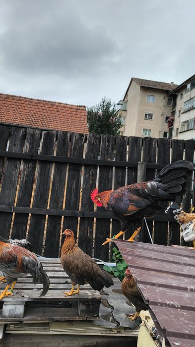 Vând pui de găină italiene
