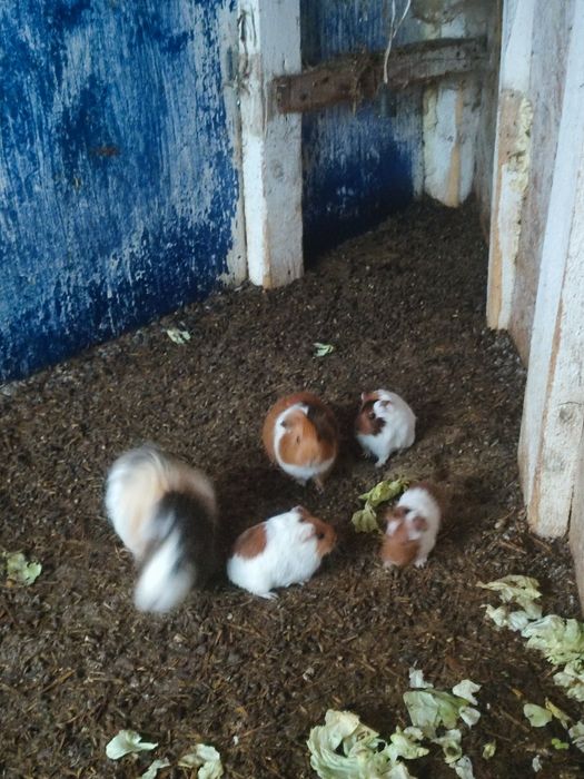 Porcușori de guineea