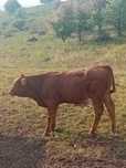 Vitei rasa de carne