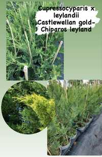 Cupressocyparis leylandii- Chiparos Leylandi la ghiveci