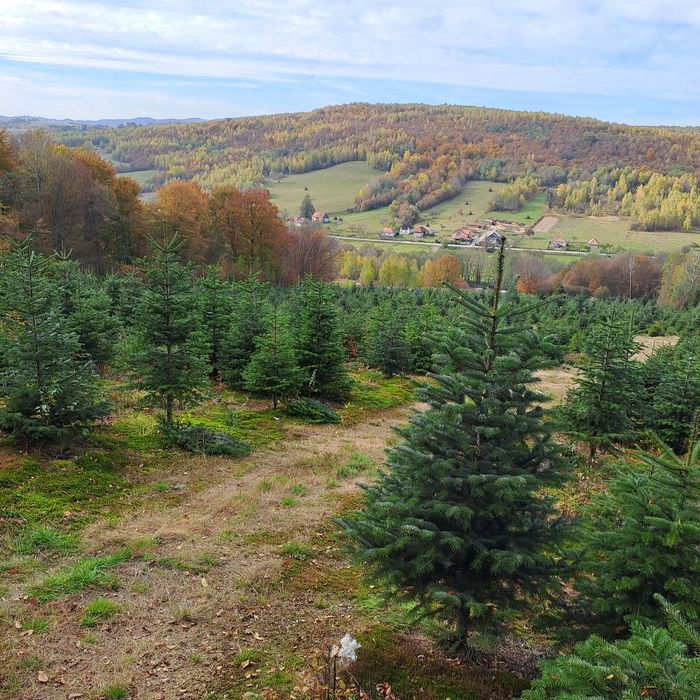 Vand Brazi de Craciun din plantatie propriee