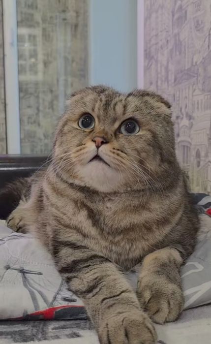 Котик породы Скоттиш фолд