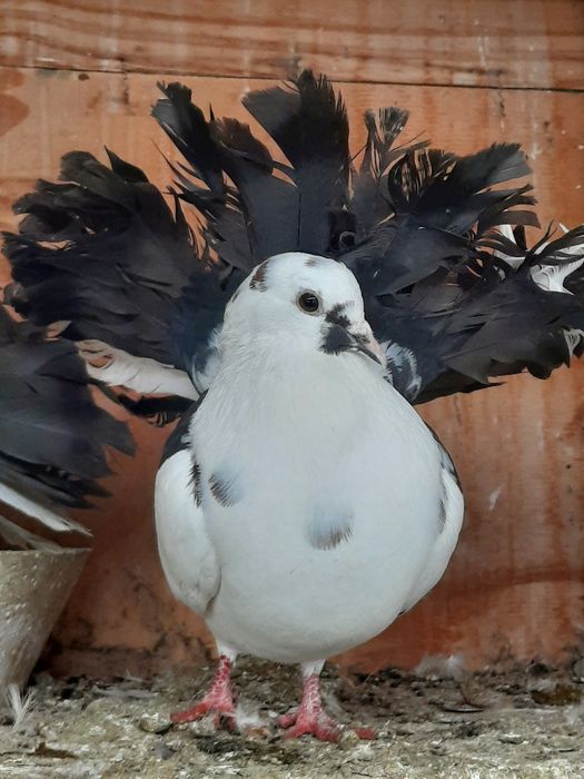 Porumbei de ornament voltati