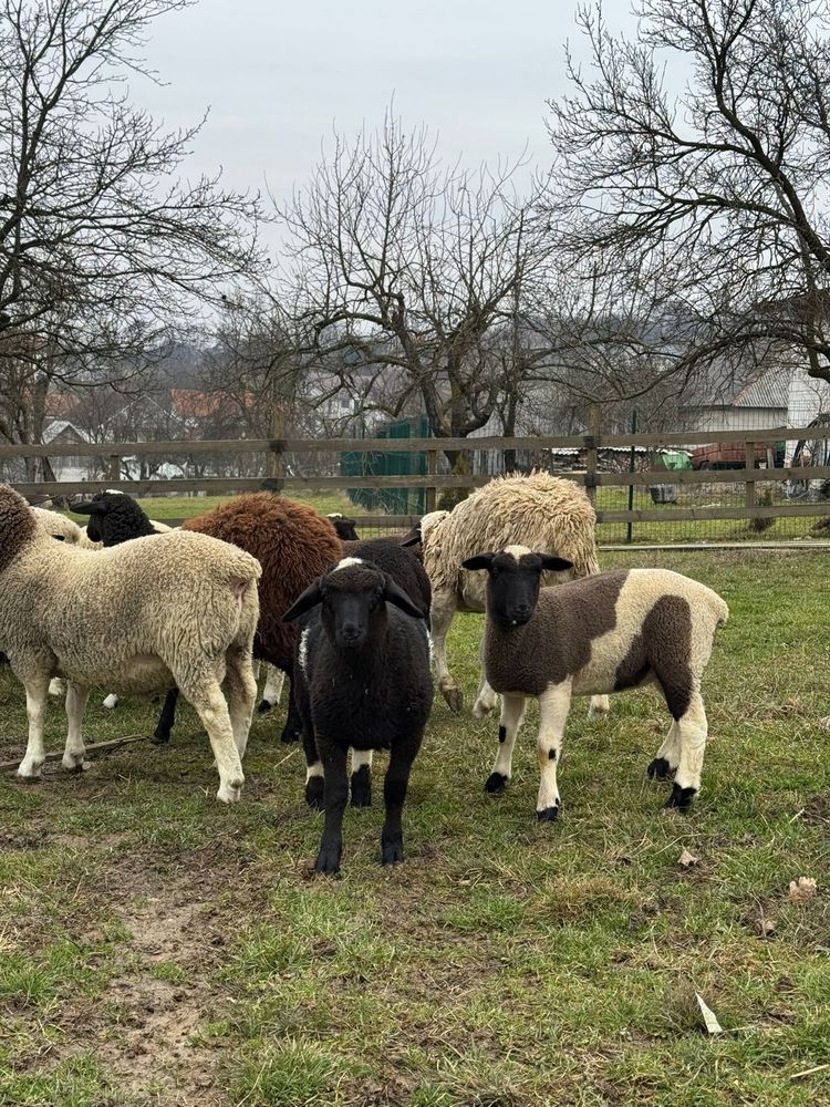 Oi ile de France si tigaie ruginie+miei!