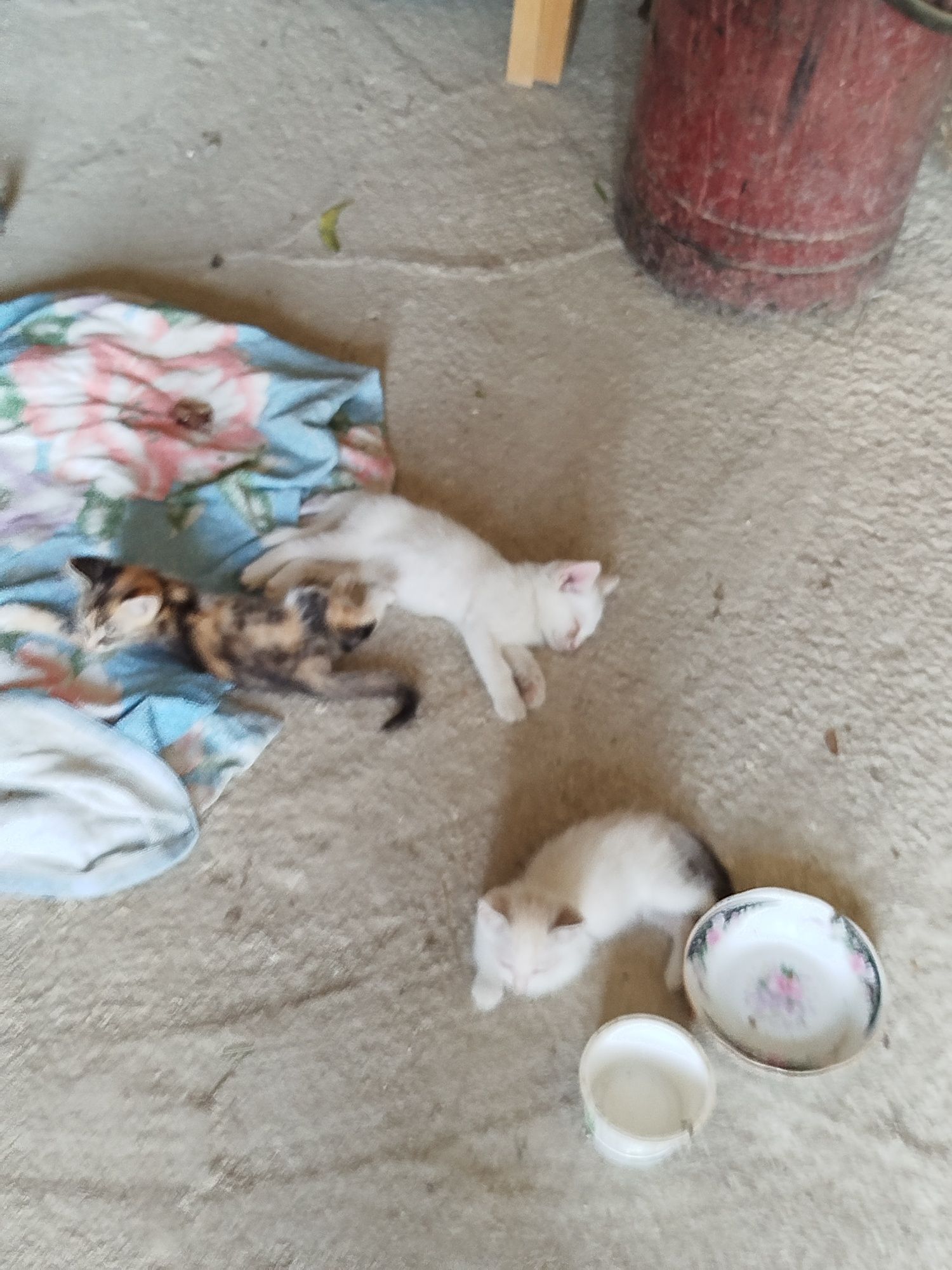 Mushuklar kattasi va kichigi narxi kelishiladi  Kogon shahri