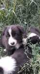 Border Collie cu pedigree