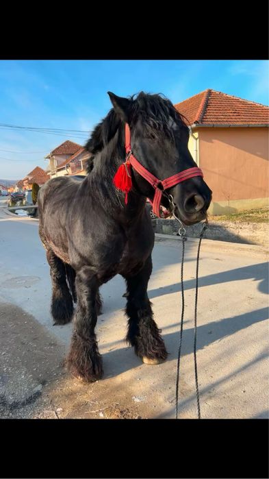 Armasar pentru monta sau vanzare