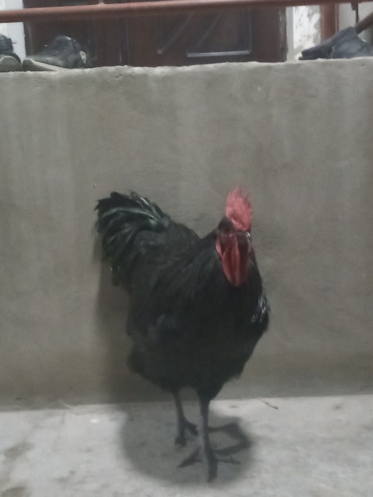 Qora shagʻzoda xoroz