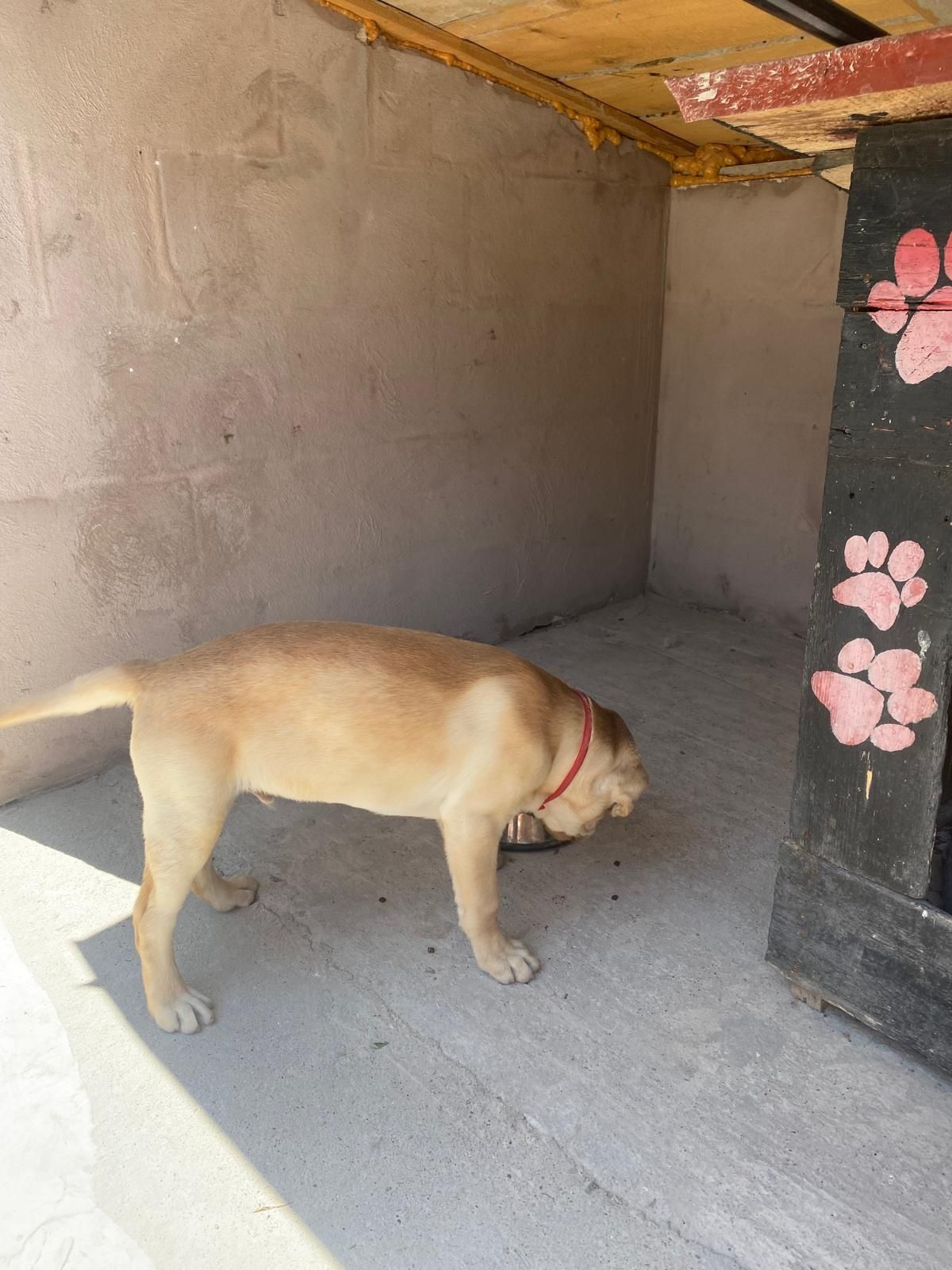 Labrador retriever cu certificat pedigri