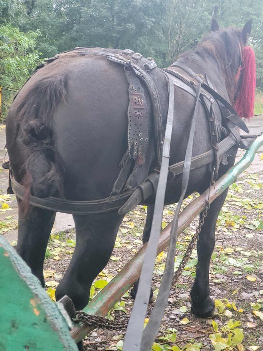 iapă foarte bună de lucru
