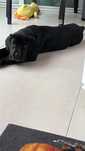 Fetiță cane corso