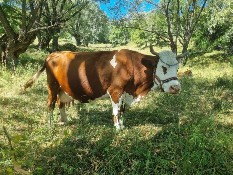 Vacă bălțată românească