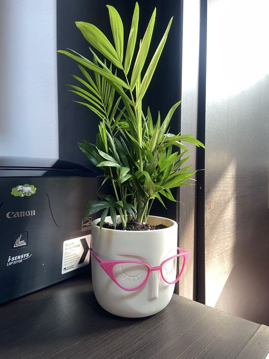 Пальма Хамедорея в оригинальном кашпо, щучий хвост, сансевиерия