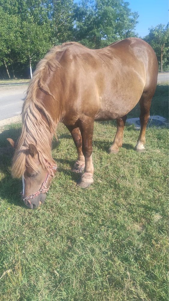 Vând iapă de 6 ani