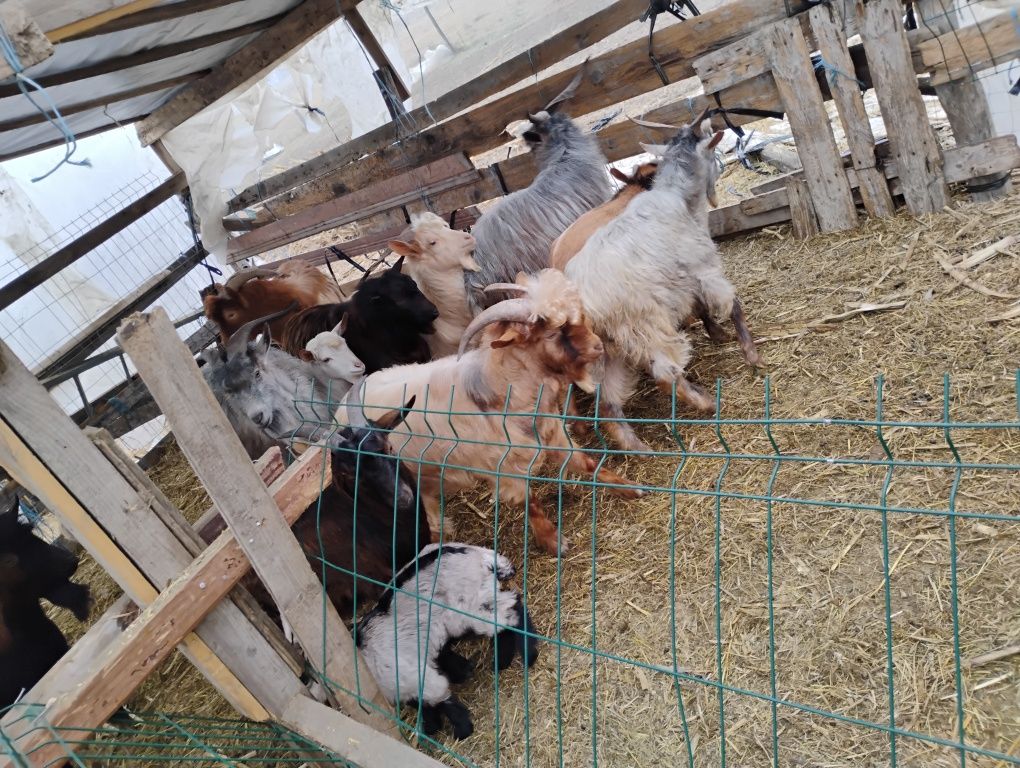 Țapi de vânzare 15 de lei kg in viu