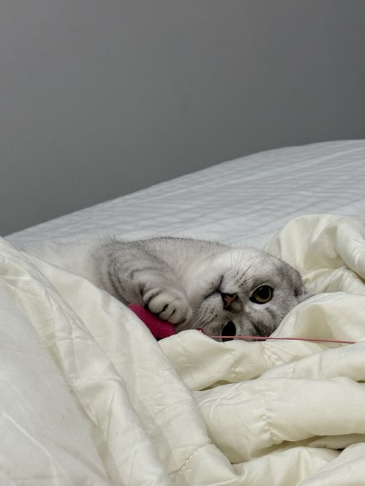 Продам вислоухо кошка