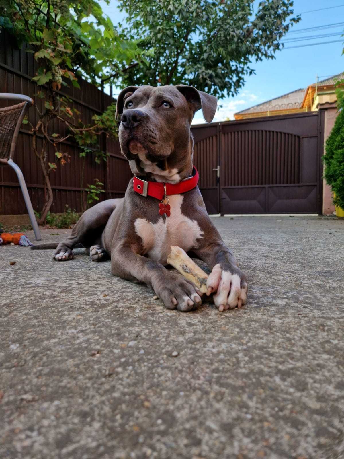 Vând femelă Amstaff blue 1 an și 3 luni