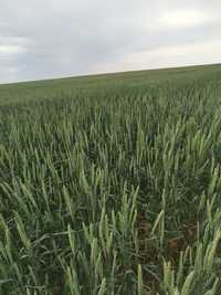 Семена пшеницы уражаай 2022 года-шортандинская 2012