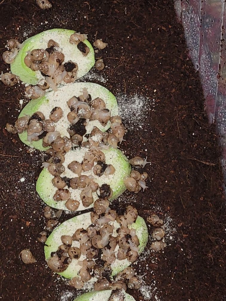 Ulitkalar sikidkada donasi 7 ming bunaqa sikidka bo‘magan