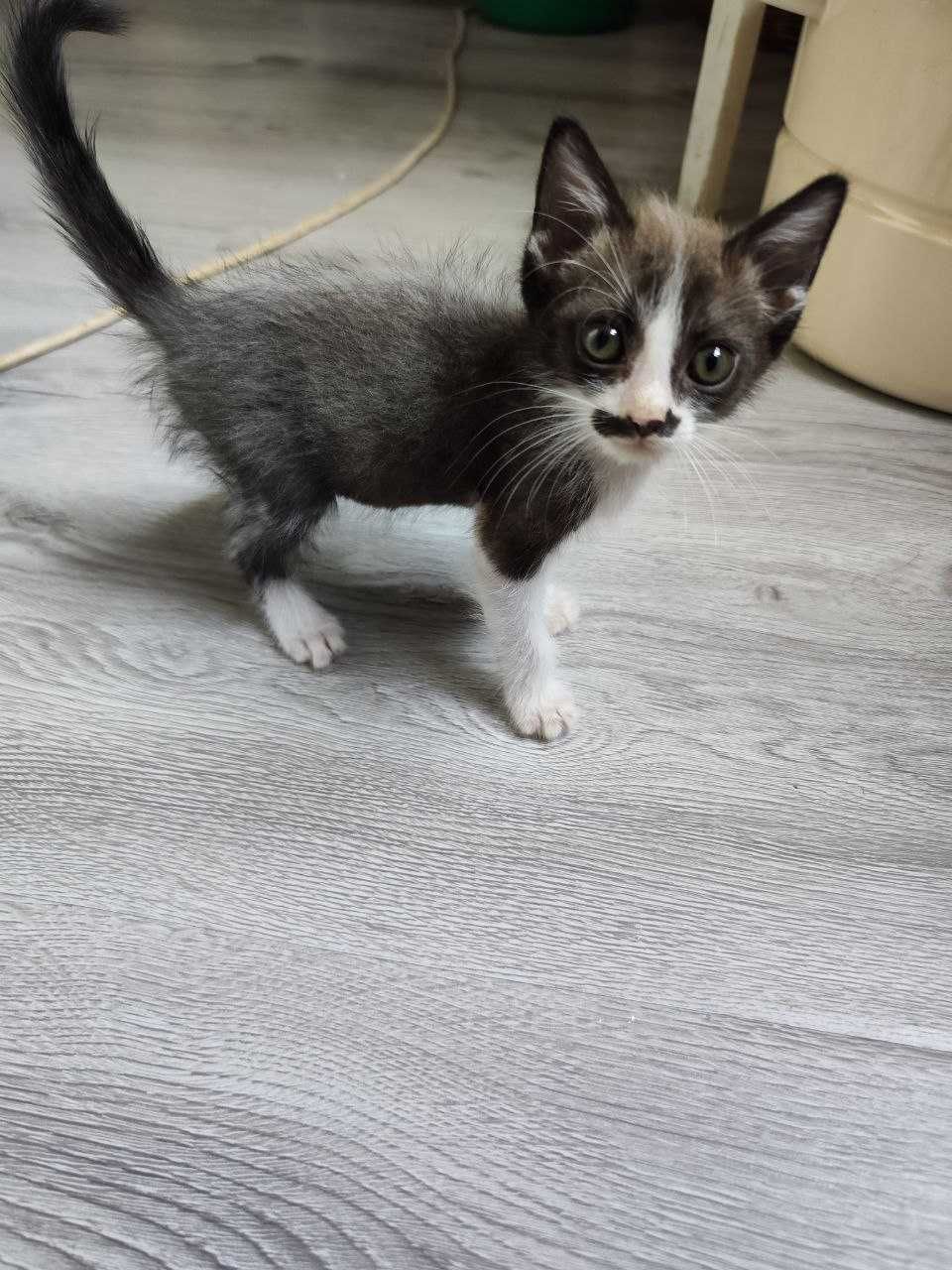 Отдам котенка в хорошие руки