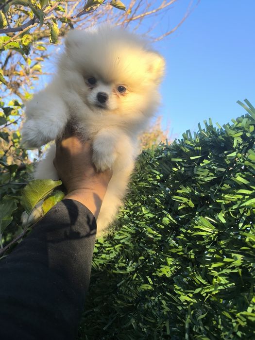 Мъжки померанчета