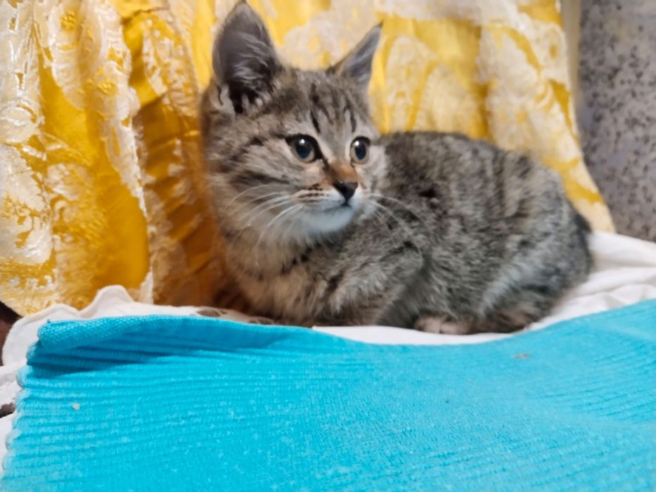 Котёнок 2 месяцев