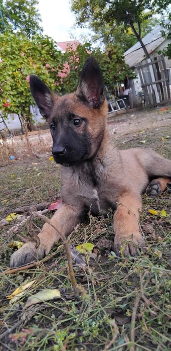 Ciobănesc belgian malinois