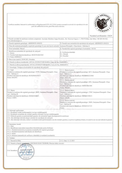 Taur angus cu pedigree