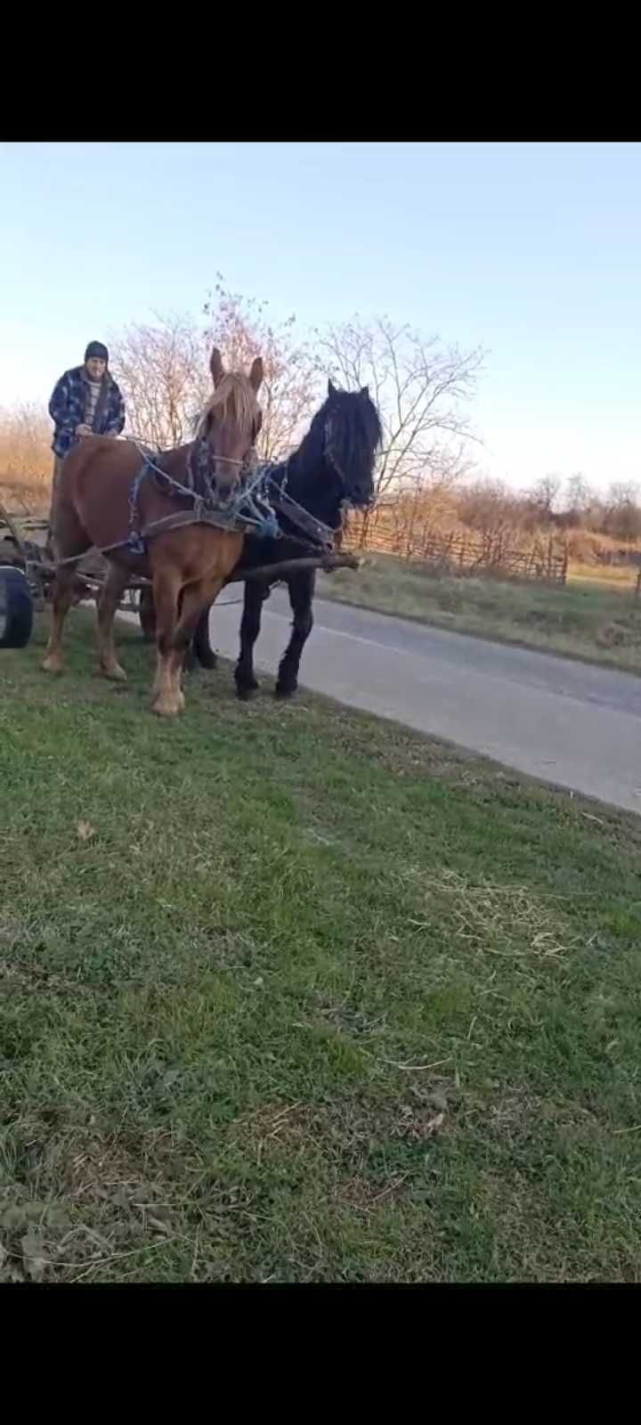 Vand iapă si cal amândoi