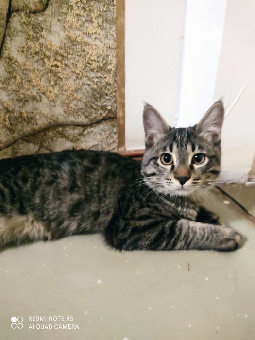 Котик даром в добрые руки