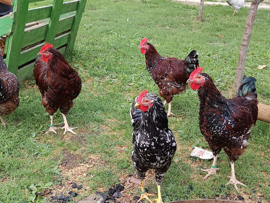 Cocosi tineri sussex porțelan