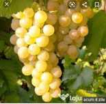 Avem de vanzare struguri de vin