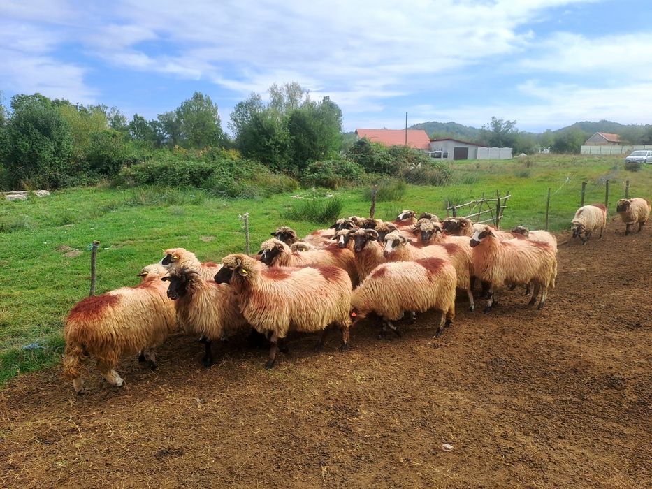 Vând oi tinere la a doua și a treia fătare.