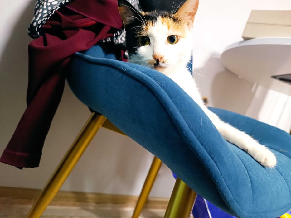 Трехцветка умная