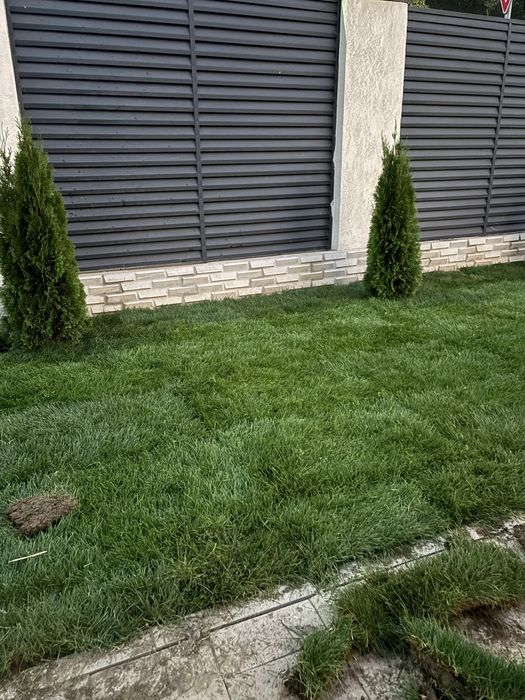 Рулонный газон премиум качества от питомника звоните