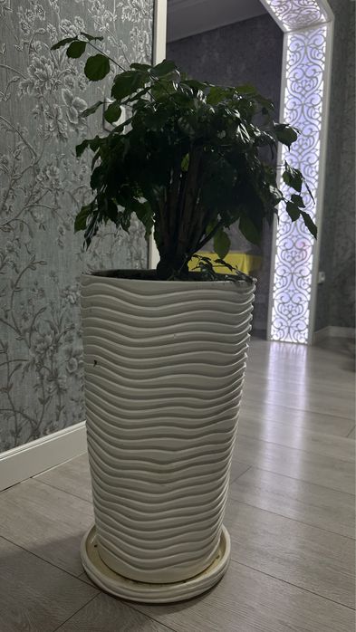 Радермахера пышная