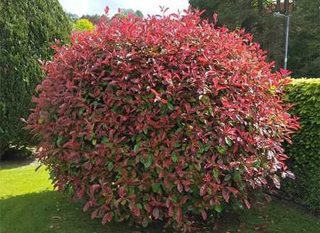Фотиния-(Photinia Red Robin)