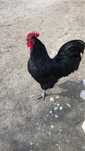 Cocosi australorp