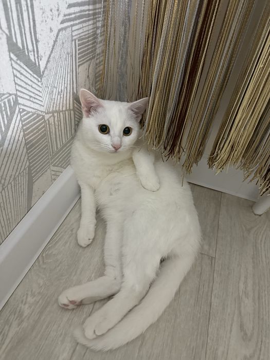 Отдам в добрые руки