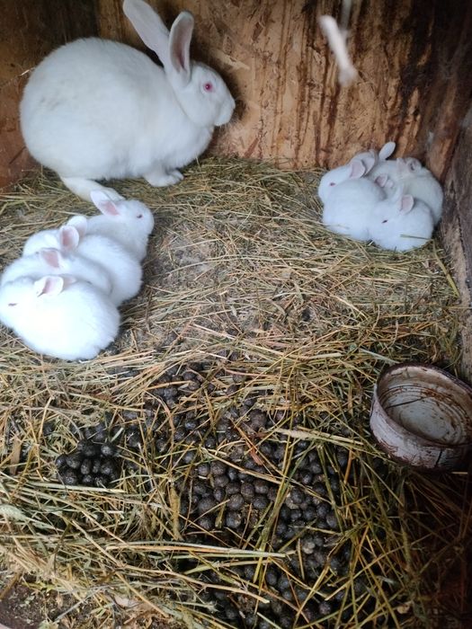 Iepuri de vânzare mai multe rase