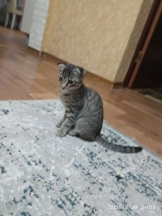 Котёнок ищет семью