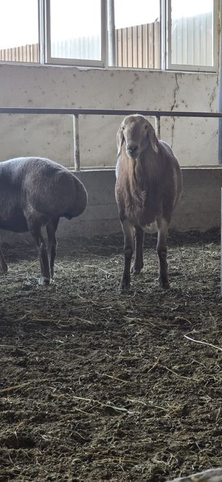 2 tish arashan qo'chqor sotiladi liniyasi bor