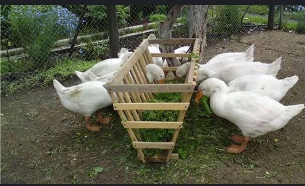 Продам гусей живьём или  мясом.